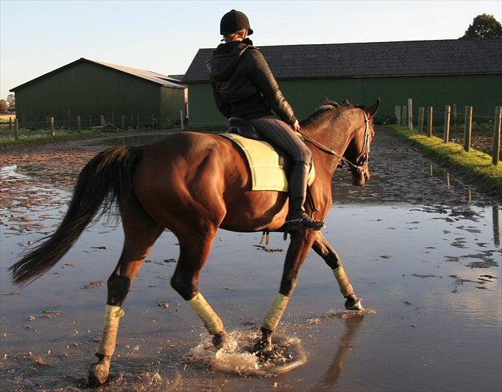 Belgisk varmblod Extasy C billede 8