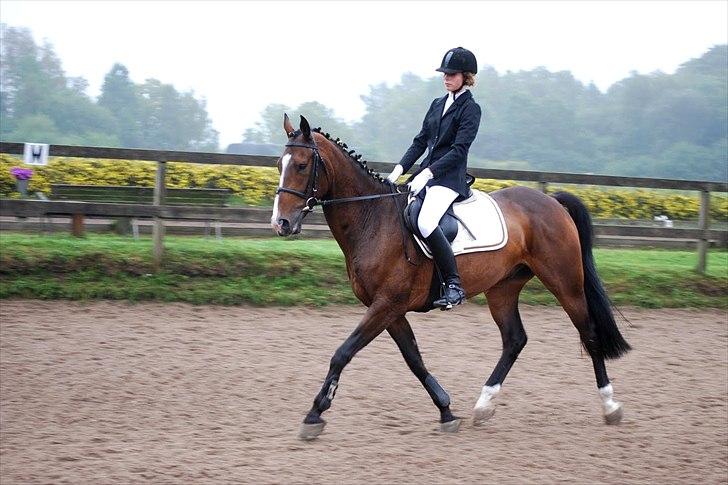 Anden særlig race Vennard -  [Fotograf: Josephine Nielsen] billede 11
