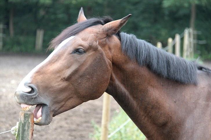 Anden særlig race Vennard billede 12