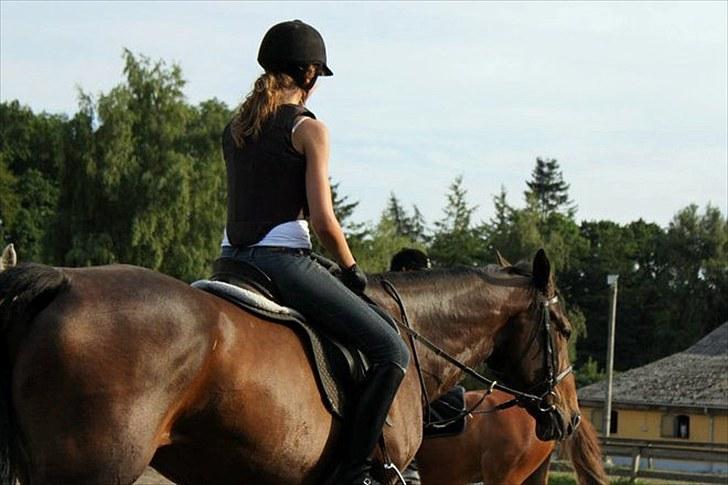 Anden særlig race Vennard -  [Fotograf: Christine Wagner] billede 14