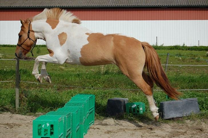 Anden særlig race Felix  - wiii :D billede 2