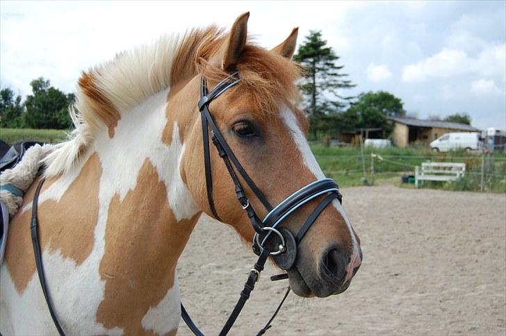 Anden særlig race Felix  - Smuk ;)
 billede 10