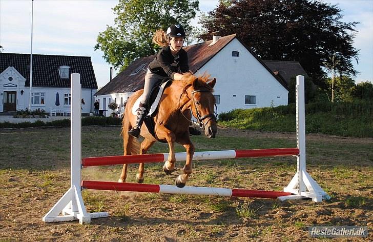 Anden særlig race Pepsi<3 *rider* - Louise Riis rider ham her hjemme ved mig på banen ! :D <3 Han er bare kold overfor alt, han bliver sjælden bange for noget :D <3<3  billede 13