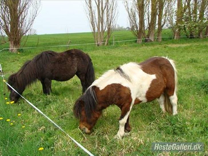 Shetlænder Fejø´s Fiona *RIP. D 22/4-12 * - Mor : Mie og Far : Hannibal billede 18