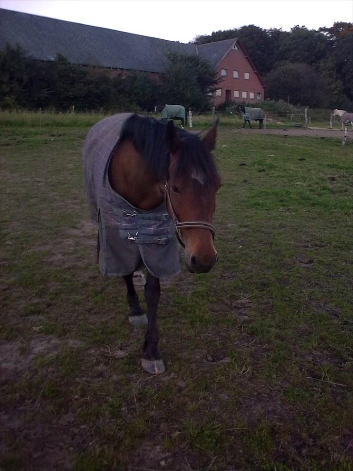 Welsh Cob (sec D) Donnovan - solgt - dato: 2. september 2010 billede 12