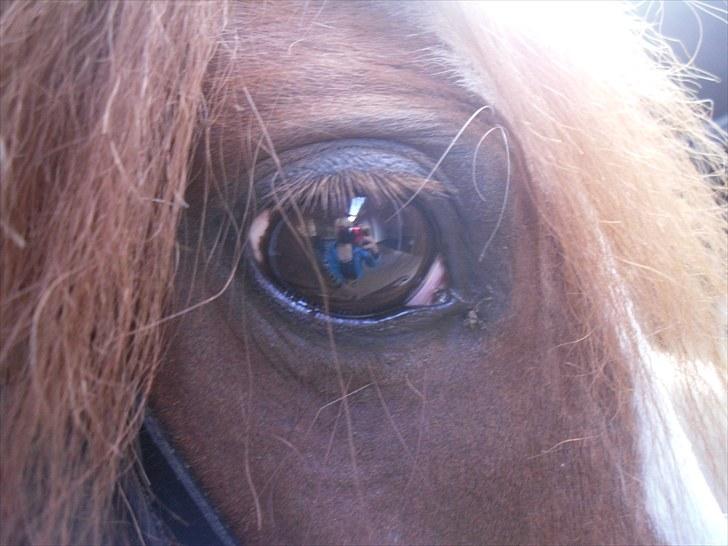 Anden særlig race Stella  billede 5