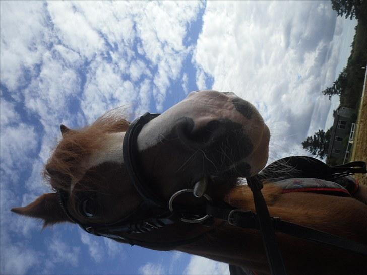 Anden særlig race Stella  billede 6