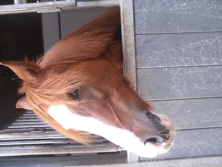 Anden særlig race Stella  billede 7