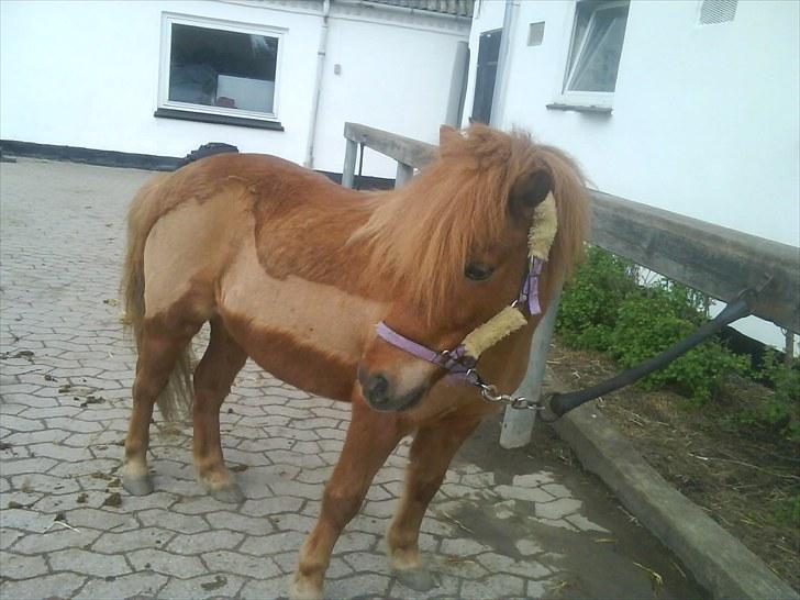 Shetlænder Laban ¤Har passet¤ - Laban ude i gården  Foto: Mig! billede 10