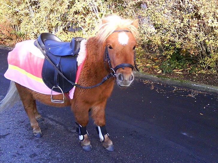 Shetlænder Chesney G. SOLGT - En eftermiddagstur i efteråret 2010 :D billede 19