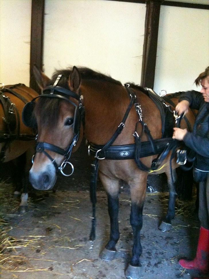 New Forest Horsemosens Tabasco - Tabasco bliver spændt fra, i stalden billede 13