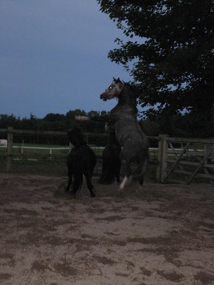 Welsh Cob (sec D) Filur billede 14