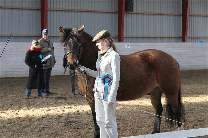 New Forest Horsemosens Cinnamon - Cinnamon til M&M´s vinter show  billede 17