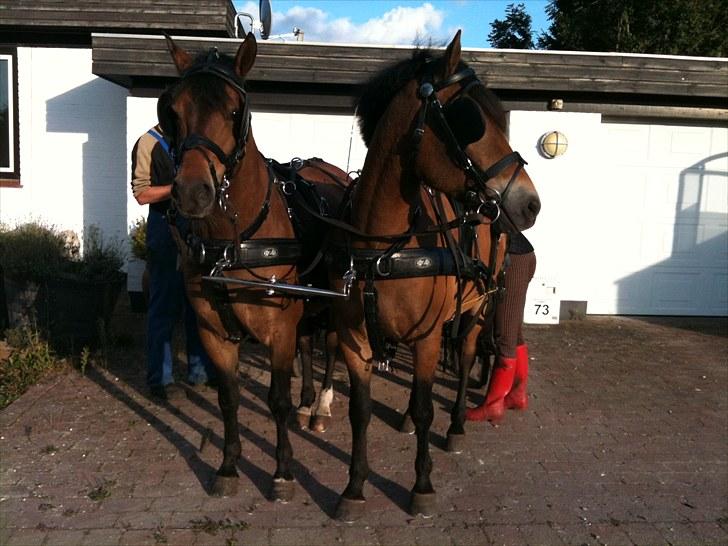 New Forest Horsemosens Cinnamon - på vej ud på tur cinnamon til venstre billede 18