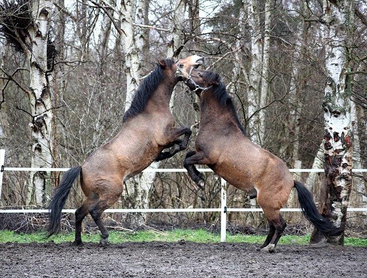 New Forest Horsemosens Cinnamon - Cinnamon og Tabasco leger på folden (Cinnamon til højre) billede 19