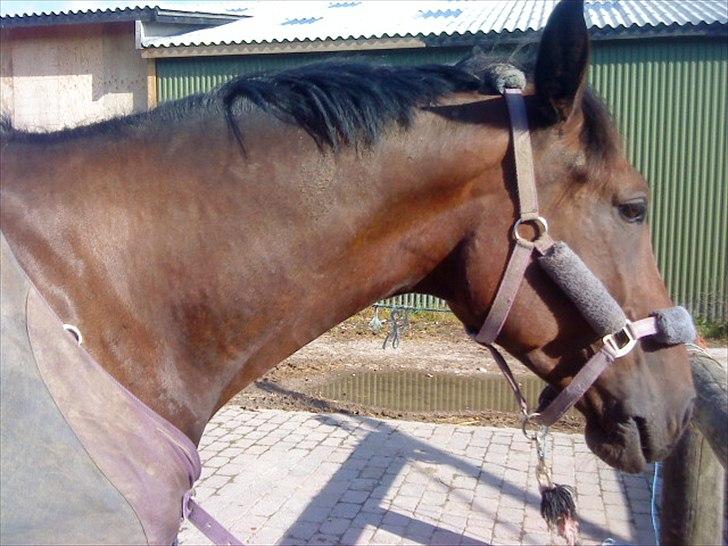 Belgisk varmblod Extasy C billede 9