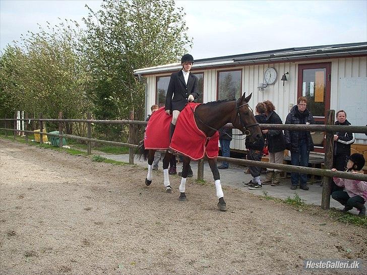 Belgisk varmblod Extasy C billede 10