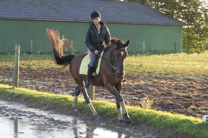 Belgisk varmblod Extasy C billede 11