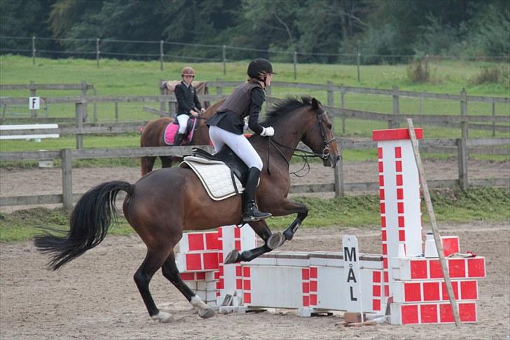 Anden særlig race Vennard -  [Fotograf: Farmand] billede 17