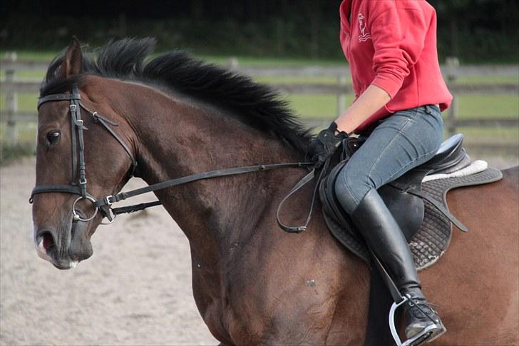 Anden særlig race Vennard -  [Fotograf: Josephine Nielsen] billede 18