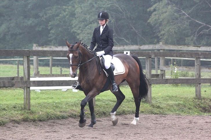 Anden særlig race Vennard -  [Fotograf: Josephine Nielsen] billede 19