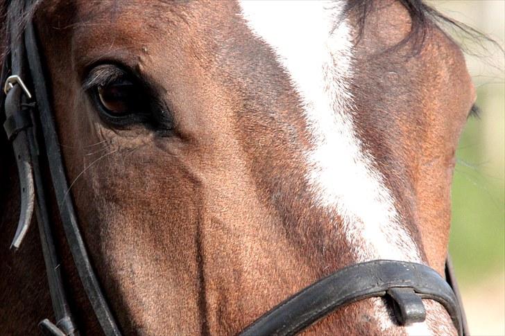 Anden særlig race Vennard -  [Fotograf: Josephine Nielsen] billede 20