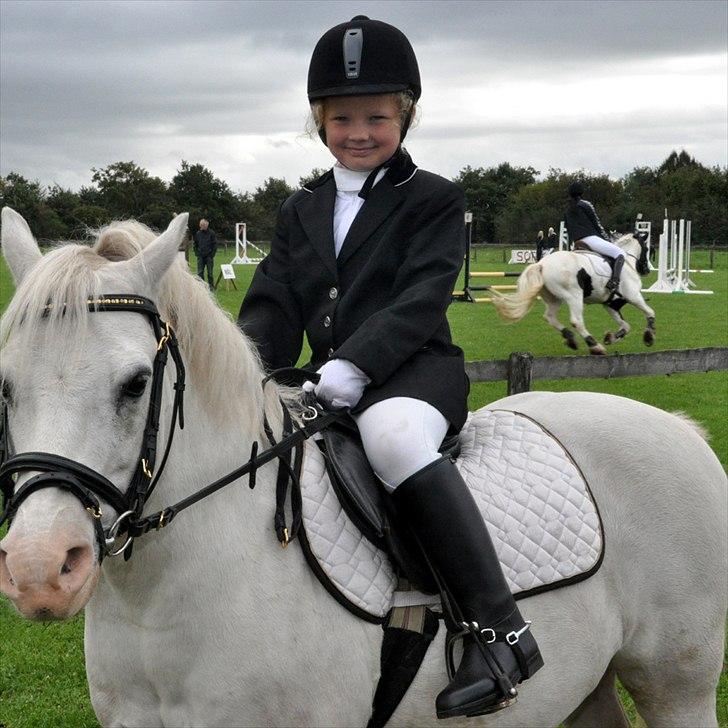 Welsh Pony af Cob-type (sec C) Edelweis Sonny billede 4