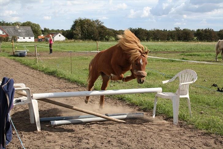 Shetlænder Lindholms Magnus  - Miin lille springpony :) 3-9-2010 billede 14