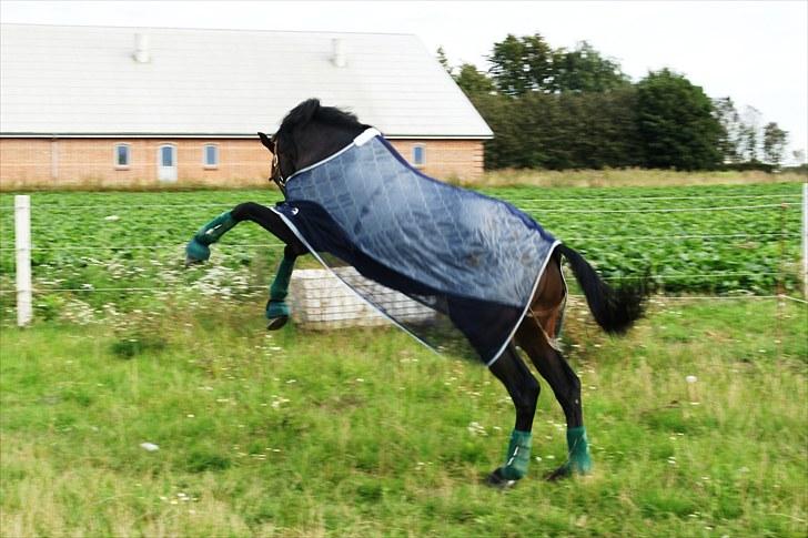 Tysk Sportspony Kinski We - Kinski er stor og farlig :D 1. gang på fold hernede <3 billede 3