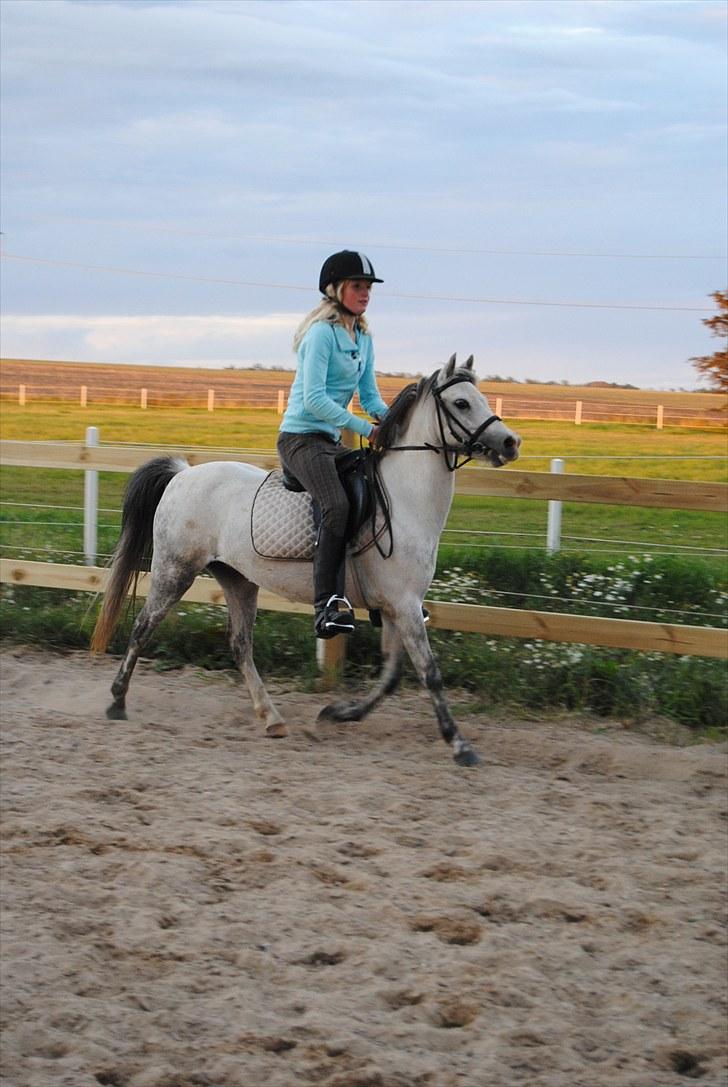 Welsh Pony (sec B) Bess - *MSP FOTO* billede 12