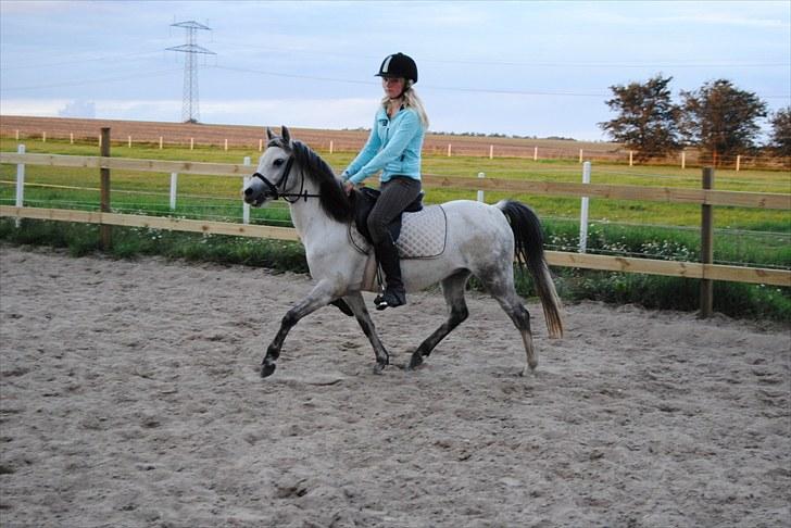 Welsh Pony (sec B) Bess - *MSP FOTO* billede 13