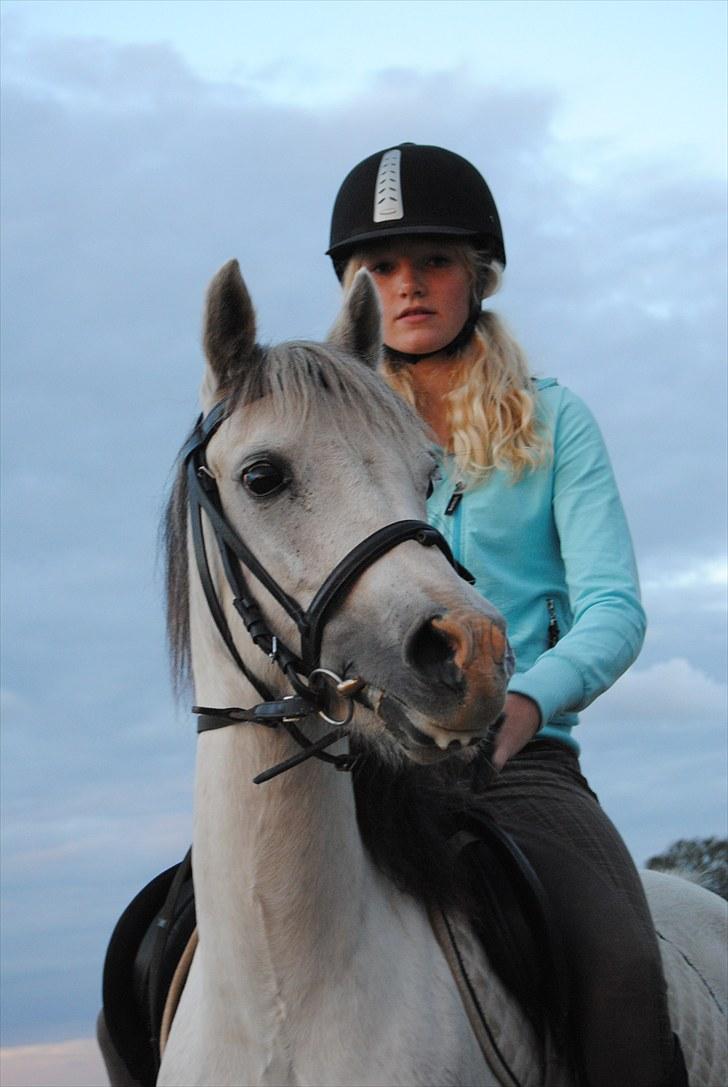 Welsh Pony (sec B) Bess - *MSP FOTO* billede 14