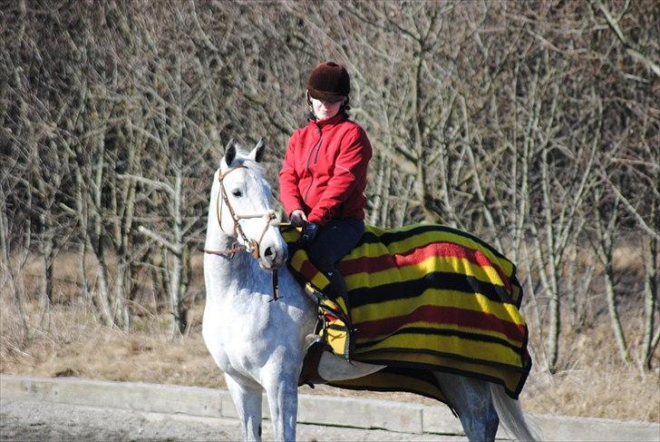 Anden særlig race Sevenhills Tyrone Tigers - Tigeren første gang udenfor at ride i år :D Billedet er taget af - Maiken Nielsen billede 14