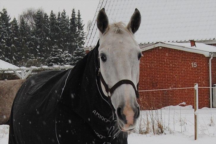 Anden særlig race Sevenhills Tyrone Tigers -  Tiger´missen i sneen :D billede 16