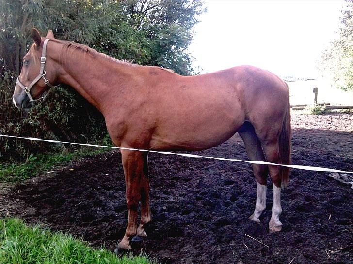 Dansk Varmblod Blue Eye *solgt* billede 11