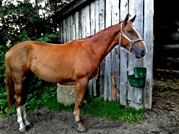 Dansk Varmblod Blue Eye *solgt* billede 12