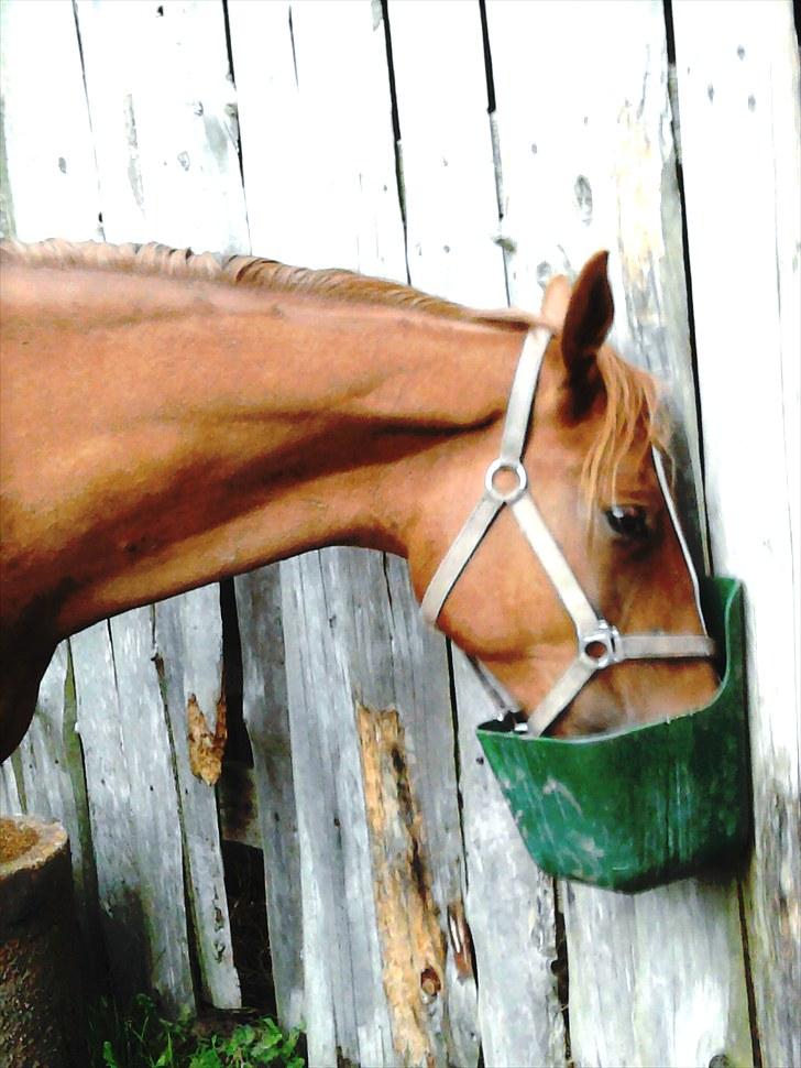 Dansk Varmblod Blue Eye *solgt* billede 13