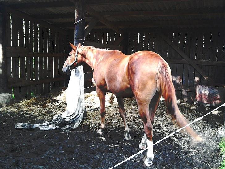 Dansk Varmblod Blue Eye *solgt* billede 14