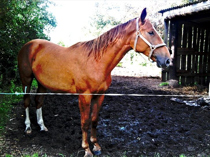 Dansk Varmblod Blue Eye *solgt* billede 15