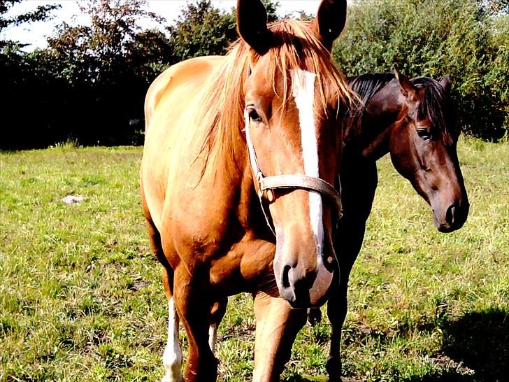 Dansk Varmblod Blue Eye *solgt* billede 16