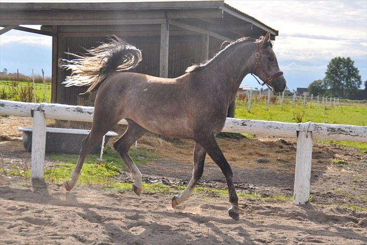 Arabisk fuldblod (OX) KI Tayeb Ibn Taysoun billede 3