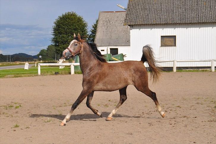 Arabisk fuldblod (OX) KI Tayeb Ibn Taysoun billede 4