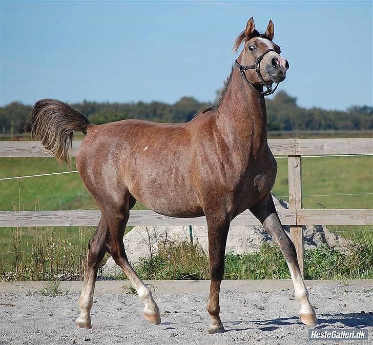 Arabisk fuldblod (OX) KI Tayeb Ibn Taysoun - Foto: Jette N billede 11