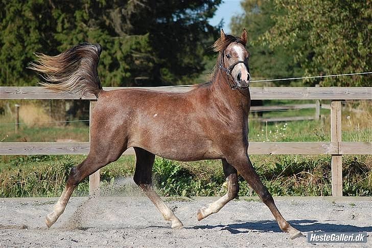 Arabisk fuldblod (OX) KI Tayeb Ibn Taysoun - Foto: Jette N billede 12