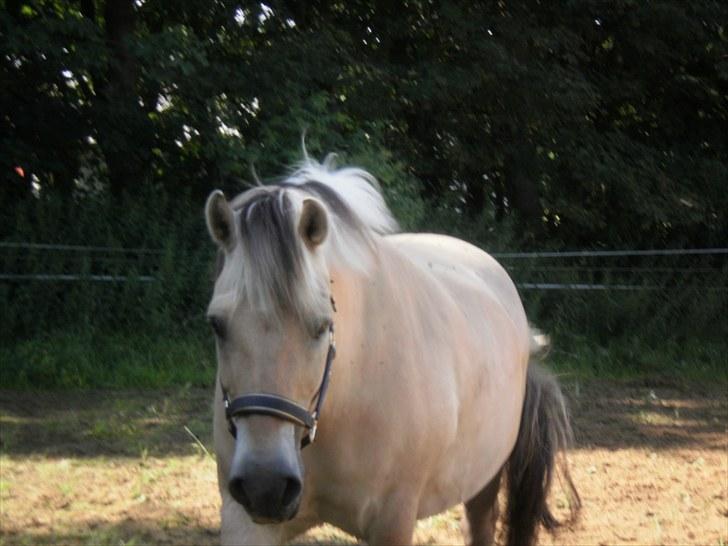 Fjordhest Gazall Tyler *Himmelhest d. 13/9 2011* - Velkommen til Tylers profil billede 1