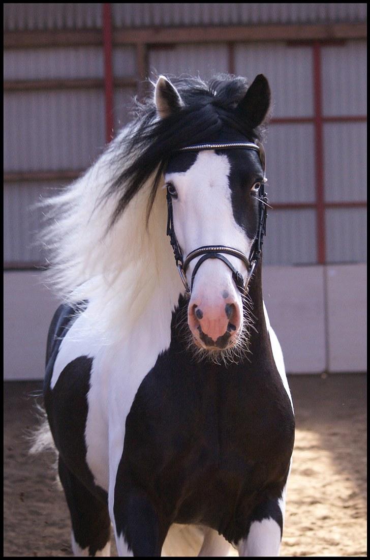 Irish Cob Willie McLeod Skovbo (Bas) - Fra kåring i Viborg billede 2