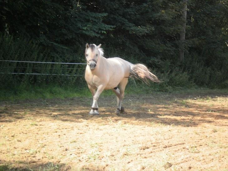 Fjordhest Gazall Tyler *Himmelhest d. 13/9 2011* - Så nu kommer jeg!! billede 2