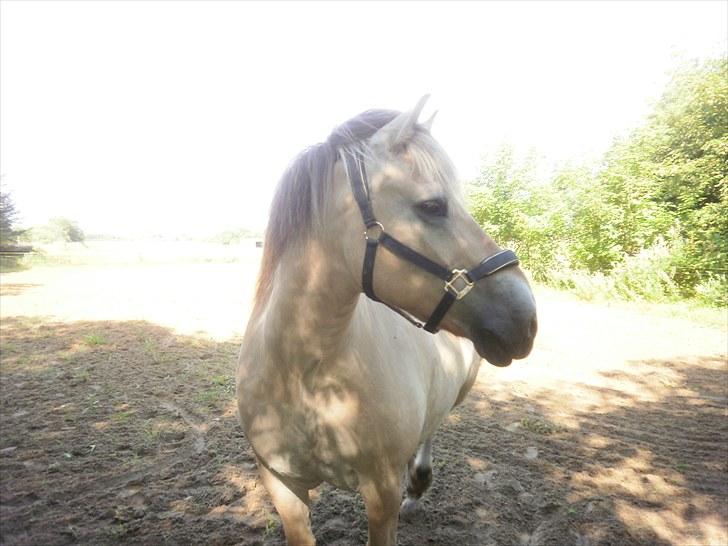 Fjordhest Gazall Tyler *Himmelhest d. 13/9 2011* - Så smuk.. billede 3