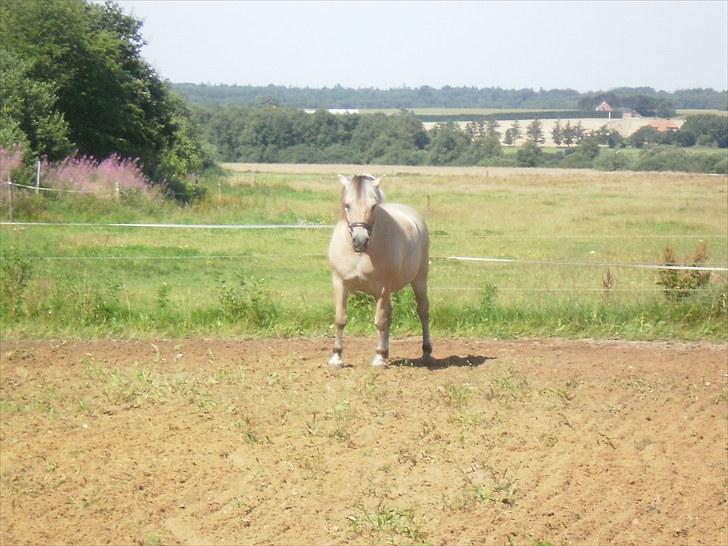 Fjordhest Gazall Tyler *Himmelhest d. 13/9 2011* - Oplagt til fis og ballade billede 4