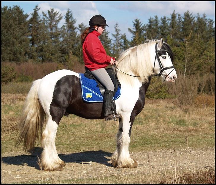 Irish Cob Willie McLeod Skovbo (Bas) - Skranderup bakker :) Da han stadig var hingst <3 billede 1